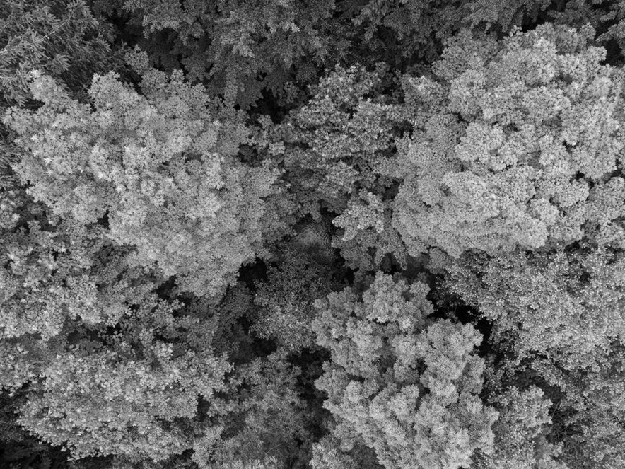 Grayscale disparity map showing depth from a stereo pair