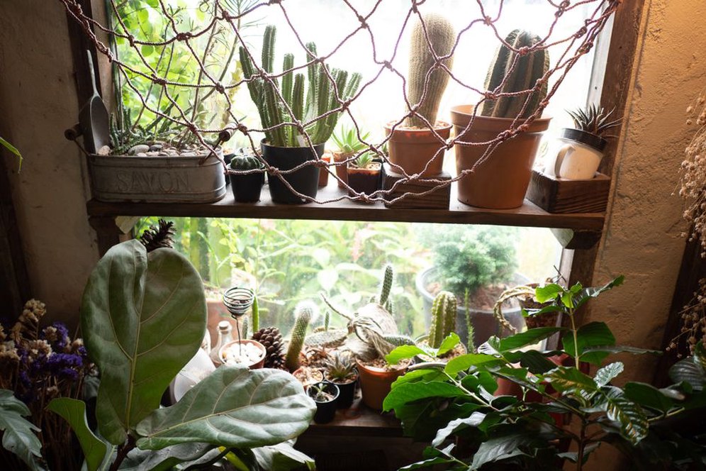 Leaf size and color vary among indoor plants