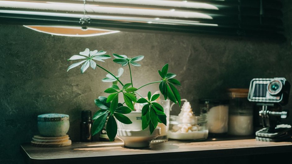 Plants receive different amounts of daylight across one room